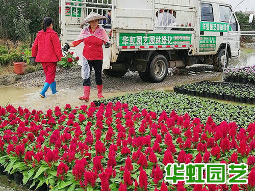 花卉基地 批发零售