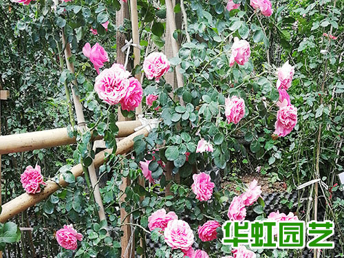 花卉基地 批发零售