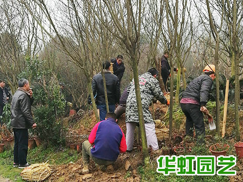 怀化传化公路港园区绿化工程