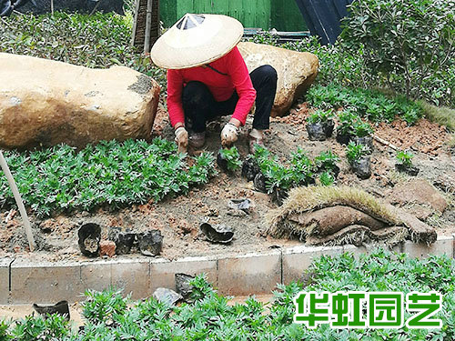 芷江别墅花园景观